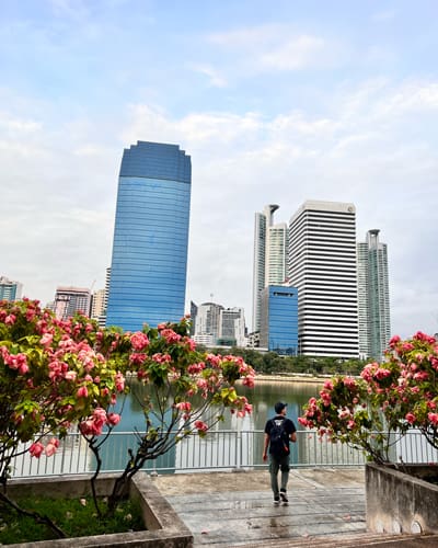 Person walking along a riverside promenade with pink flowering bushes and a skyline of blue and white skyscrapers.